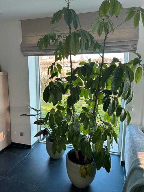 Schefflera (Vingersboom), Huis en Inrichting, Kamerplanten, Overige soorten, 200 cm of meer, Groene kamerplant, Halfschaduw, In pot