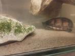 2 gestreepte modder schildpadden(kinosternon baurri)