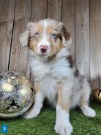 Australische herder / Aussi / Australische herder pups, Dieren en Toebehoren, Honden | Herdershonden en Veedrijvers, België, CDV (hondenziekte)