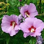 Zaailing van roze hibiscus, Jardin & Terrasse, Bulbes & Semences, Enlèvement ou Envoi