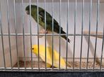 Catharina parkieten, Dieren en Toebehoren, Vogels | Parkieten en Papegaaien