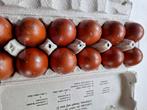 Broedeieren van marans zwart koporhals, Dieren en Toebehoren, Ophalen