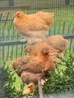 Cochin kriel hen, Dieren en Toebehoren, Meerdere dieren, Kip
