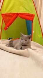 LIEFSTE KAT KWIJT, Ophalen of Verzenden, Zo goed als nieuw