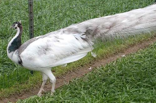 Pauwen mutaties, Dieren en Toebehoren, Pluimvee