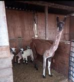 Scheren van schapen& alpaca’s, Dieren en Toebehoren