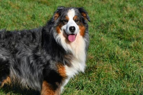 Australische Herder Dekreu (blue merle), Dieren en Toebehoren, Honden | Dekreuen, Reu, Fokker | Professioneel, Eén hond, België