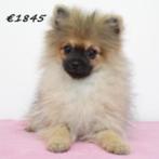 Keesjes puppy's te koop, Dieren en Toebehoren, Honden | Poolhonden, Keeshonden en Oertypen, Keeshond, 15 weken tot 1 jaar, Handelaar