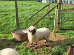 Walliser schwarznase ooi, Dieren en Toebehoren, Schaap, Vrouwelijk, 0 tot 2 jaar