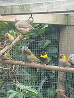 Cubavink, Dieren en Toebehoren