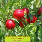 NECTARINEN-STRUIKEN: Verschill.soorten , 17€/stuk, Tuin en Terras, Volle zon, Vaste plant, Ophalen of Verzenden, Fruitplanten