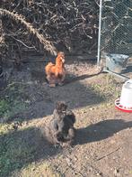 3 zijdehoen hennen, Dieren en Toebehoren, Vrouwelijk, Kip