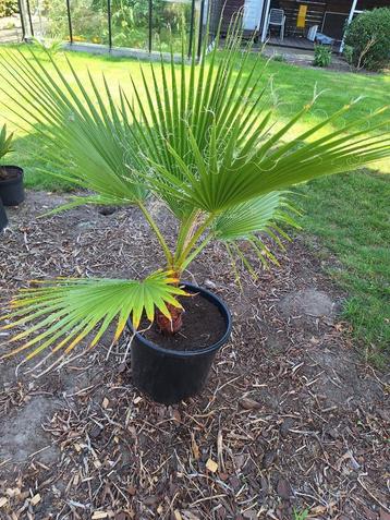 Washingtonia palmboom beschikbaar voor biedingen