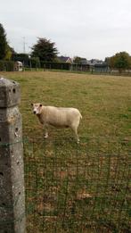 Schapen (3 ooien), Dieren en Toebehoren, Schapen, Geiten en Varkens, Vrouwelijk, Schaap