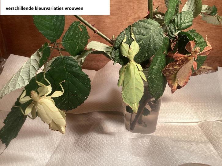 Nimfen wandelend blad (Phyllium mabantai), Dieren en Toebehoren, Insecten en Spinnen, Wandelende tak