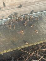 Carnica bijenvolken - 6- 11 ramers