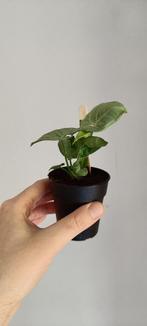 Syngonium confetti, Ombre partielle, Plante verte, Enlèvement ou Envoi, Moins de 100 cm