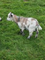 Geitenbokjes te koop, Dieren en Toebehoren, Schapen, Geiten en Varkens, Mannelijk, Geit, 0 tot 2 jaar