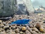 Neocaridina blue dream 1€/stuk, Kreeft, Krab of Garnaal, Zoetwatervis, Schoolvis