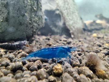 Neocaridina blue dream 1€/stuk beschikbaar voor biedingen