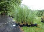 Miscanthus pour haie de 1,70m, Ophalen, Haag