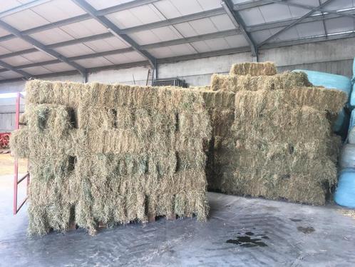 verse kleine balen hooi te koop (2025), Dieren en Toebehoren, Paarden