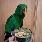 Eclectus mâle apprivoisée de fin 2025, Animaux & Accessoires, Oiseaux | Perruches & Perroquets, Mâle, Perroquet, Domestique
