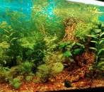 Vuur Garnalen Bodemkuiser aquarium