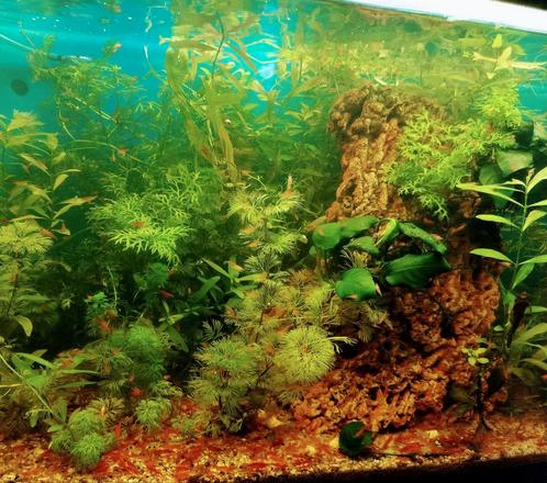 Vuur Garnalen Bodemkuiser aquarium, Dieren en Toebehoren, Vissen | Aquariumvissen