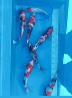 15 koi, Dieren en Toebehoren, Vissen | Vijvervissen