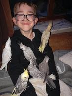 Tamme Valkparkieten, Dieren en Toebehoren