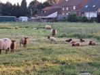 Ardense voskop lammetjes, Dieren en Toebehoren, Schapen, Geiten en Varkens, Meerdere dieren, Schaap, 0 tot 2 jaar