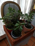 Plante de jade, Maison & Meubles, Plantes d'intérieur, Enlèvement