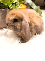 Lief Minilop rammelaartje, Dieren en Toebehoren