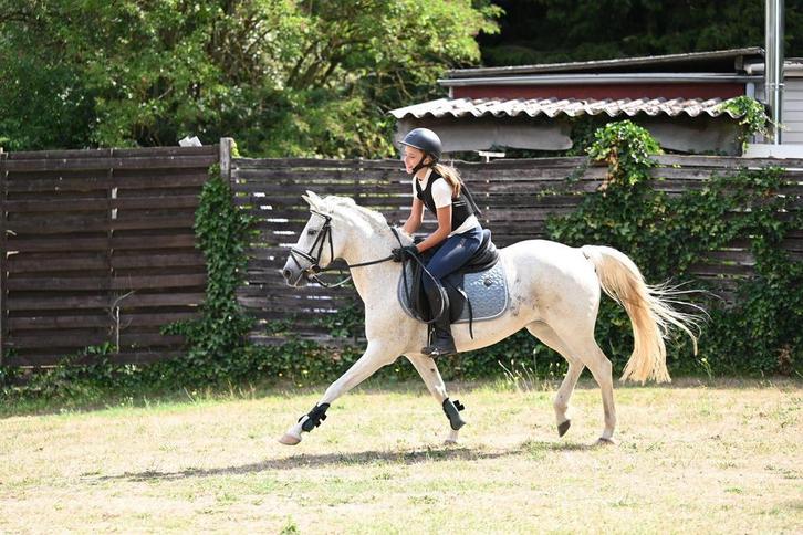 Halve/volle stal gezocht, Dieren en Toebehoren, Pony's