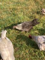7 kippen en 2 hanen, Meerdere dieren, Kip