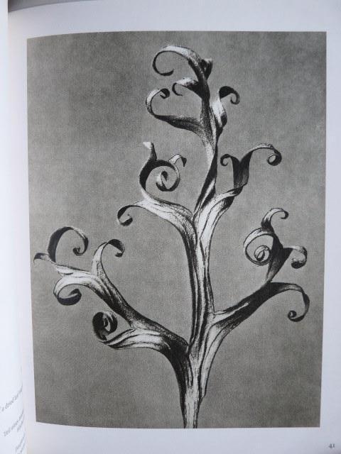 Karl Blossfeldt Foto's, Boeken, Kunst en Cultuur | Fotografie en Design, Nieuw, Fotografie algemeen, Ophalen of Verzenden