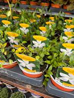 Witte Vinca (‘Colada’), Ophalen, Vaste plant, Bodembedekkers, Halfschaduw