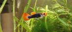 Guppy Endler Koi * Oudenburg, Vis