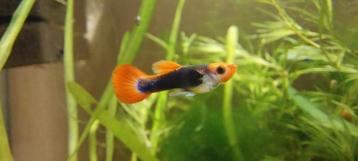 Guppy Endler Koi * Oudenburg beschikbaar voor biedingen