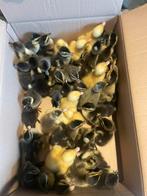 Loopeenden, Dieren en Toebehoren, Pluimvee, Geslacht onbekend