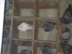 Couple pigeons Capucins blanc, Animaux & Accessoires, Oiseaux | Pigeons