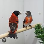 Kapoetsensijzen, Geringd