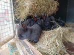 Zwarte WENER konijntjes, Dieren en Toebehoren, Konijnen