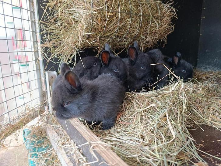 Zwarte WENER konijntjes, Dieren en Toebehoren, Konijnen