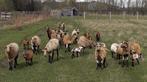 Kameroenschapen net dwerggeitjes, Dieren en Toebehoren, Schapen, Geiten en Varkens, Schaap