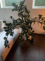 Zamioculcas kamerplant xl  plus Serax cashe pot, Tuin en Terras, Ophalen, Vaste plant, Overige soorten, Halfschaduw