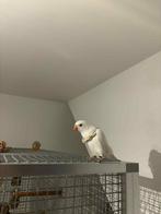 Mannelijke albino halsbandparkiet, Dieren en Toebehoren, Mannelijk, Parkiet, Geringd