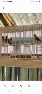 Kruising distelvink x kanarie, Dieren en Toebehoren, Wildzangvogel, Geringd