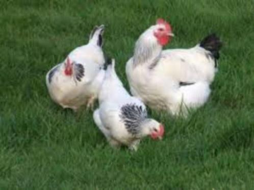 Sussex legkippen en andere - direct eitjes - 0472/51.09.71, Dieren en Toebehoren, Pluimvee, Kip